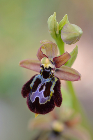 Ophrys passionis x speculum