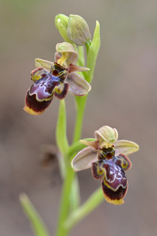 Ophrys picta x speculum
