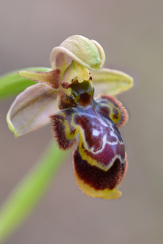 Ophrys picta x speculum