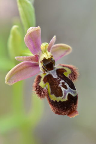 Ophrys scolopax x speculum