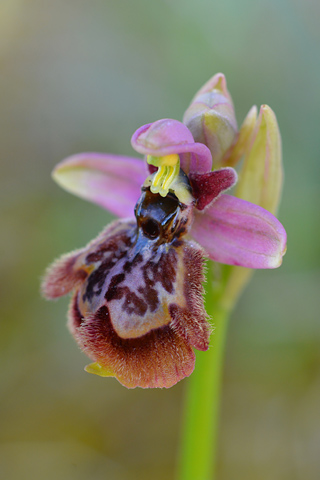 Ophrys speculum x tenthredinifera