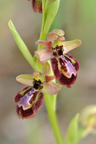 Ophrys speculum x splendida