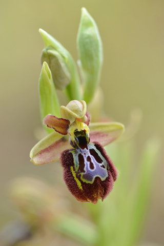 Ophrys speculum x splendida