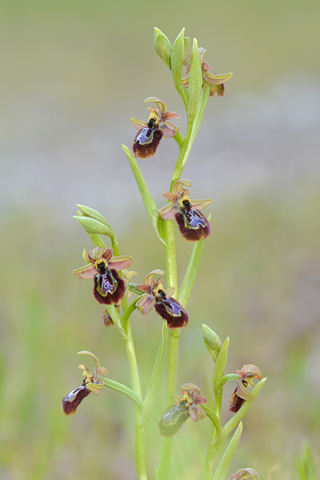 Ophrys speculum x splendida