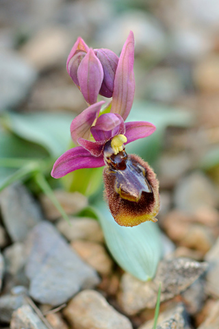 Ophrys speculum x tenthredinifera