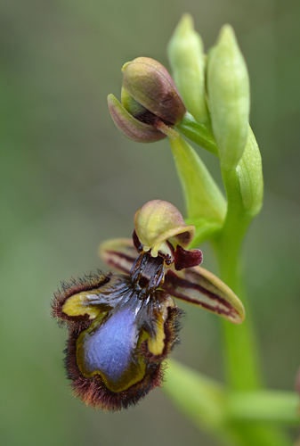 Ophrys speculum