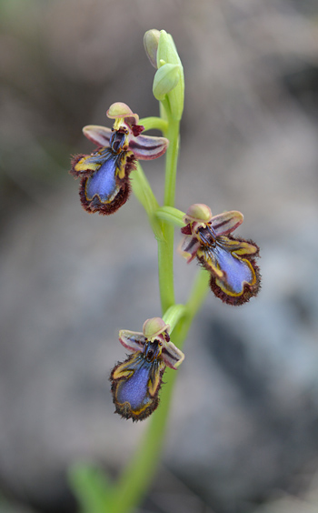 Ophrys speculum