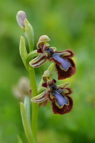 Ophrys speculum