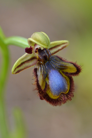 Ophrys speculum