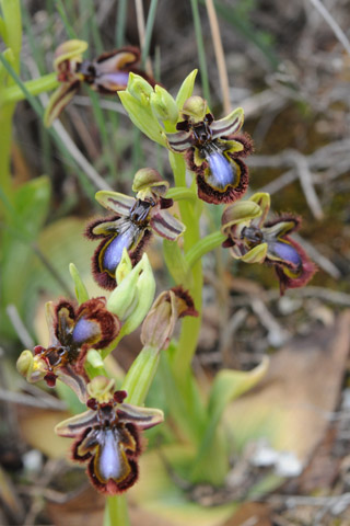 Ophrys speculum