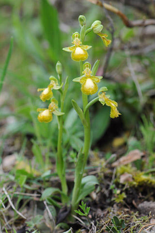 Ophrys  speculum hypochrome