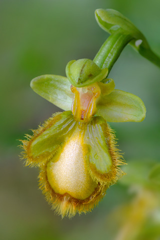 Ophrys  speculum hypochrome