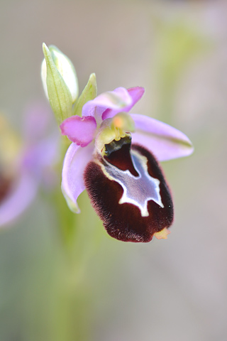 Ophrys aurelia x splendida