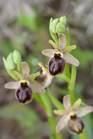 Ophrys passionis x splendida