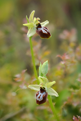 Ophrys provincialis x splendida