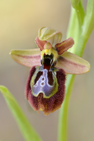 Ophrys speculum x splendida