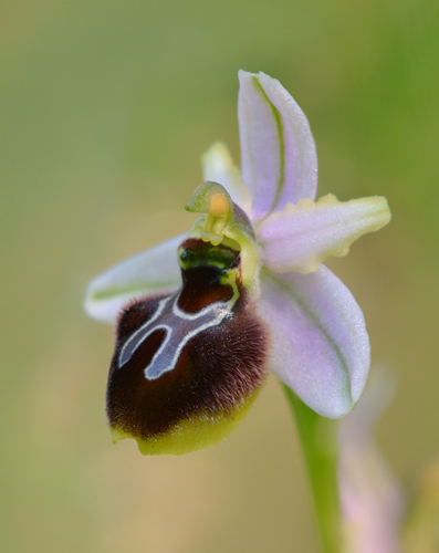 Ophrys aegirtica