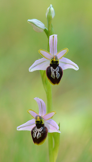 Ophrys splendida