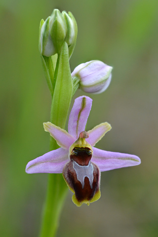 Ophrys splendida