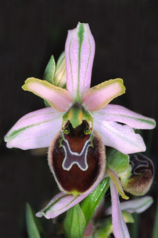 Ophrys splendida