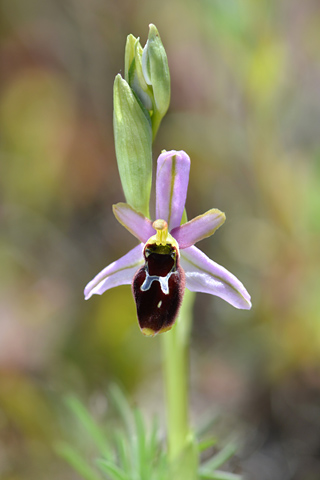 Ophrys splendida