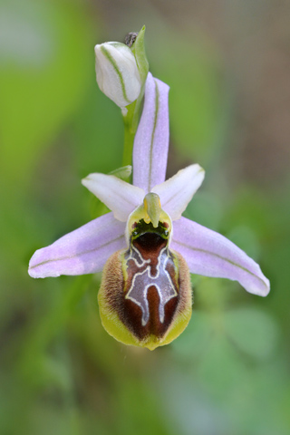 Ophrys splendida