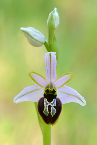 Ophrys splendida