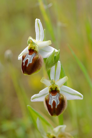 Ophrys splendida