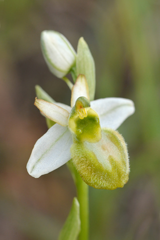 Ophrys splendida