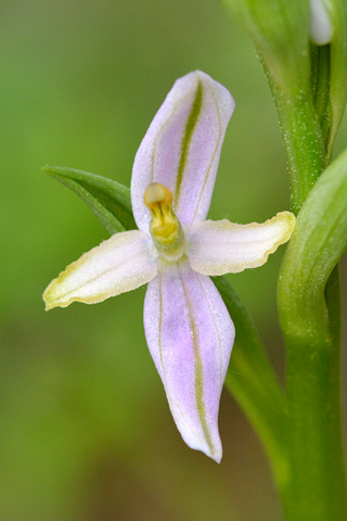 Ophrys splendida