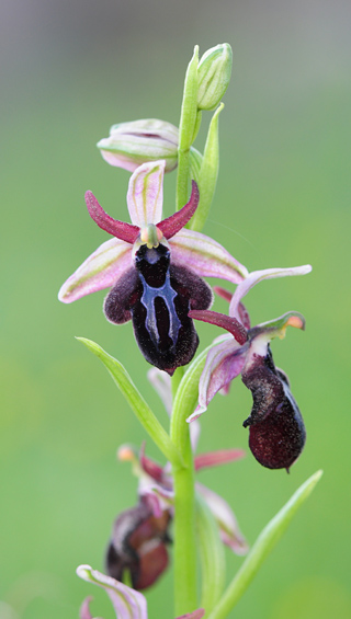 Ophrys spruneri