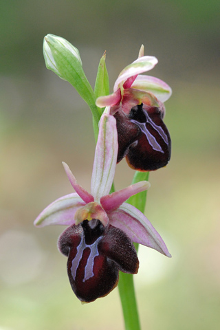 Ophrys spruneri