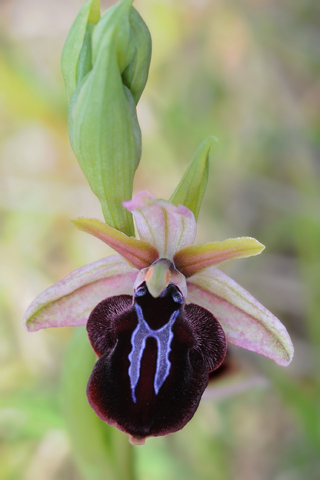 Ophrys spruneri