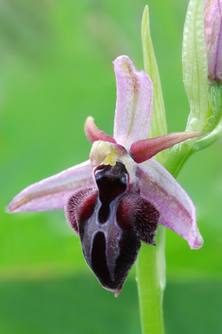 Ophrys spruneri