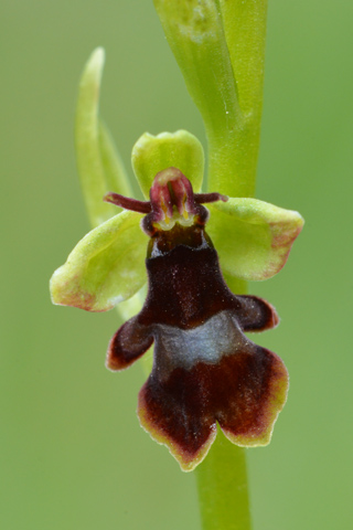 Ophrys insectifera x subinsectifera