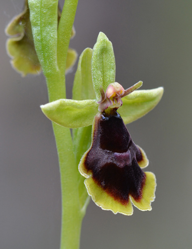 Ophrys subinsectifera