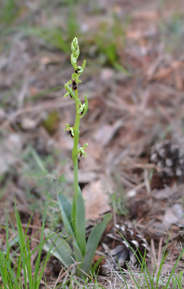 Ophrys subinsectifera