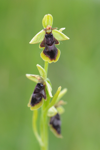 Ophrys subinsectifera