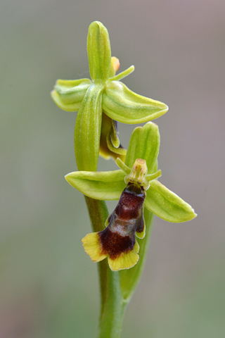 Ophrys subinsectifera