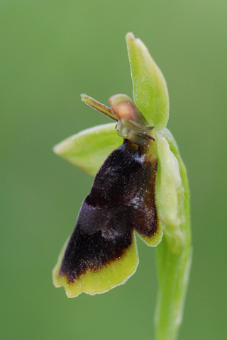 Ophrys subinsectifera