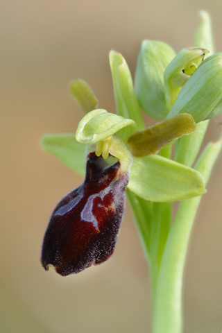 Ophrys passionis x sulcata