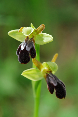 Ophrys sulcata x vasconica