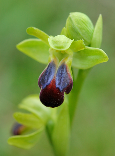 Ophrys sulcata