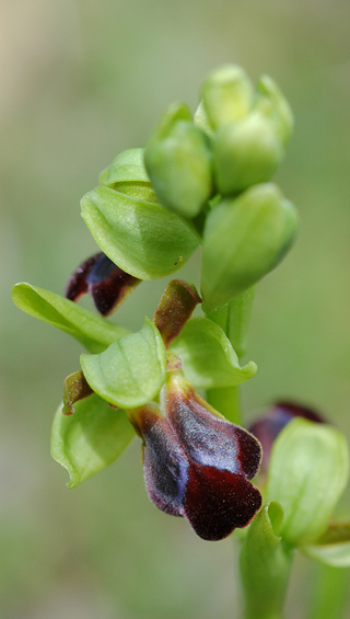 Ophrys sulcata