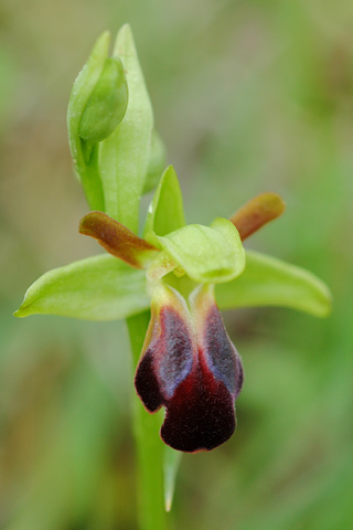 Ophrys sulcata