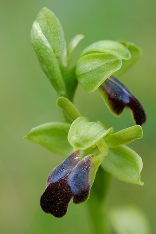 Ophrys sulcata