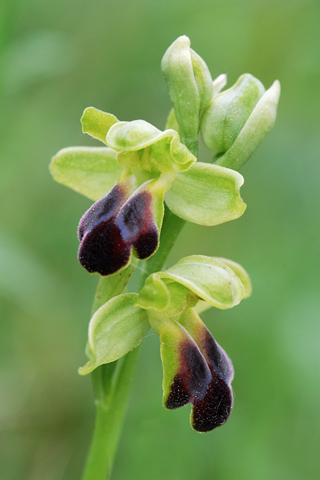 Ophrys sulcata