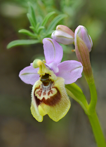 Ophrys tardans