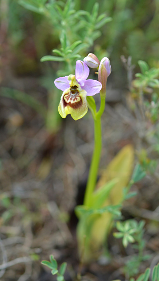 Ophrys tardans