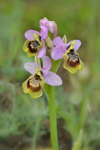 Ophrys tardans